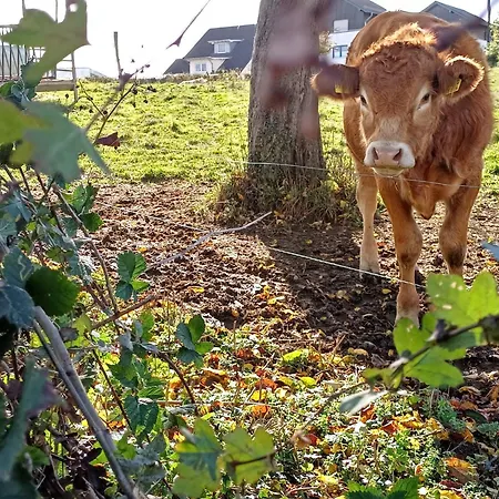 Apartmán Waldzauber 2 Budget-Apartment