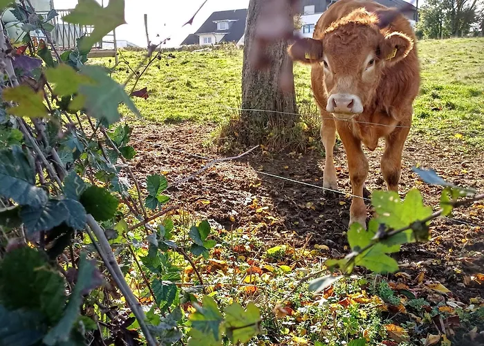 Apartment Feines Feriendomizil Waldzauber 2 Horhausen Westerwald